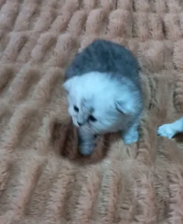 Chinchilla Persian kittens