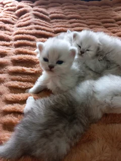 Chinchilla Persian kittens