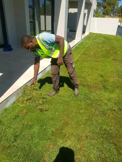 We Supply Kikuyu Grass Buffalo Grass Lm Berea Grass And Cynodon Grass