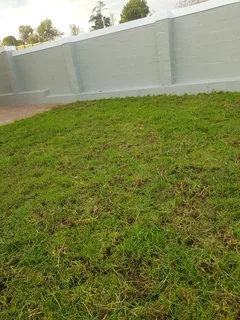 We Supply Kikuyu Grass Buffalo Grass Lm Berea Grass And Cynodon Grass