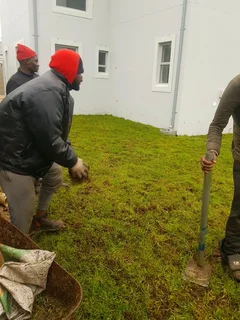 WE SUPPLY KIKUYU GRASS BUFFALO GRASS LM BEREA GRASS AND CYNODON GRASS