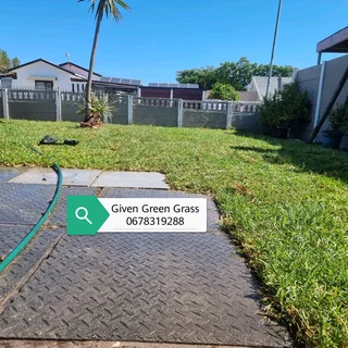 WE SUPPLY KIKUYU GRASS BUFFALO GRASS LM BEREA GRASS AND CYNODON GRASS