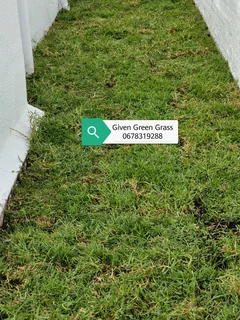 WE SUPPLY KIKUYU GRASS BUFFALO GRASS LM BEREA GRASS AND CYNODON GRASS