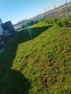 We Supply Kikuyu Grass Buffalo Grass Lm Berea Grass And Cynodon Grass