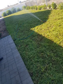 WE SUPPLY KIKUYU GRASS BUFFALO GRASS LM BEREA GRASS AND CYNODON GRASS