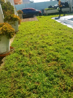 WE SUPPLY KIKUYU GRASS BUFFALO GRASS LM BEREA GRASS AND CYNODON GRASS