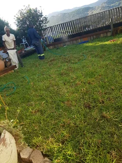 WE SUPPLY KIKUYU GRASS BUFFALO GRASS LM BEREA GRASS AND CYNODON GRASS