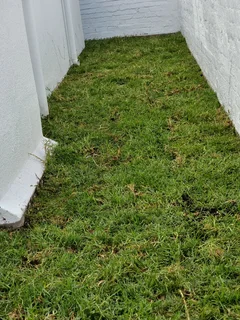 We supply kikuyu grass buffalo grass Lm berea grass and cynodon grass