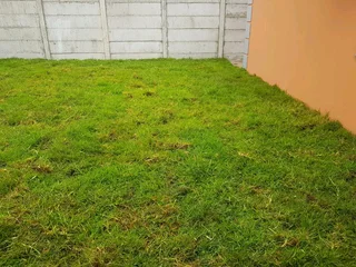 WE SUPPLY KIKUYU GRASS BUFFALO GRASS LM BEREA GRASS AND CYNODON GRASS