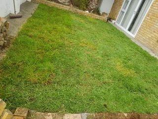 WE SUPPLY KIKUYU GRASS BUFFALO GRASS LM BEREA GRASS AND CYNODON GRASS