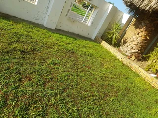 WE SUPPLY KIKUYU GRASS BUFFALO GRASS LM BEREA GRASS AND CYNODON GRASS