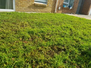 WE SUPPLY KIKUYU GRASS BUFFALO GRASS LM BEREA GRASS AND CYNODON GRASS