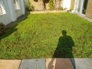 WE SUPPLY KIKUYU GRASS BUFFALO GRASS LM BEREA GRASS AND CYNODON GRASS