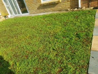 WE SUPPLY KIKUYU GRASS BUFFALO GRASS LM BEREA GRASS AND CYNODON GRASS