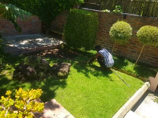 We Supply Kikuyu Grass Buffalo Grass Lm Berea Grass And Cynodon Grass