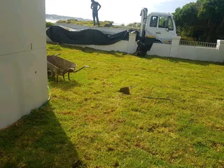 WE SUPPLY KIKUYU GRASS BUFFALO GRASS LM BEREA GRASS AND CYNODON GRASS