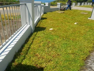 WE SUPPLY KIKUYU GRASS BUFFALO GRASS LM BEREA GRASS AND CYNODON GRASS