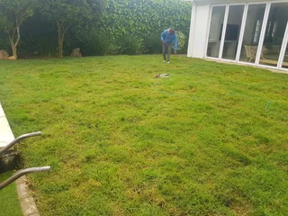 WE SUPPLY KIKUYU GRASS BUFFALO GRASS LM BEREA GRASS AND CYNODON GRASS