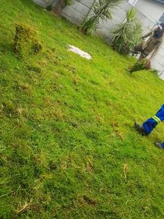 WE SUPPLY KIKUYU GRASS BUFFALO GRASS LM BEREA GRASS AND CYNODON GRASS