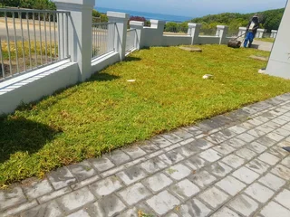 WE SUPPLY KIKUYU GRASS BUFFALO GRASS LM BEREA GRASS AND CYNODON GRASS