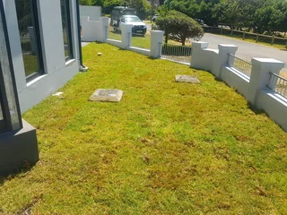 WE SUPPLY KIKUYU GRASS BUFFALO GRASS LM BEREA GRASS AND CYNODON GRASS