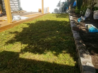 We Supply Kikuyu Grass Buffalo Grass Lm Berea Grass And Cynodon Grass