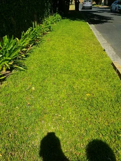 WE SUPPLY KIKUYU GRASS BUFFALO GRASS LM BEREA GRASS AND CYNODON GRASS