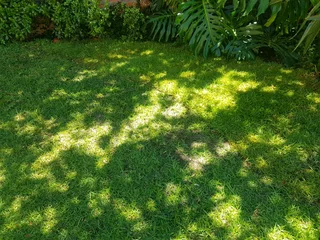 WE SUPPLY KIKUYU GRASS BUFFALO GRASS LM BEREA GRASS AND CYNODON GRASS