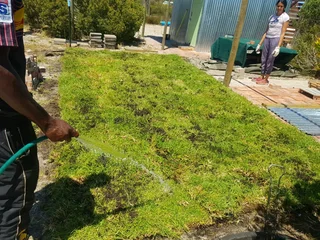 WE SUPPLY KIKUYU GRASS BUFFALO GRASS LM BEREA GRASS AND CYNODON GRASS