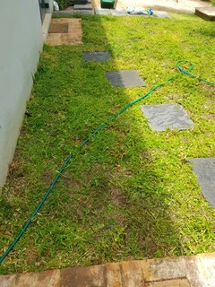 WE SUPPLY KIKUYU GRASS BUFFALO GRASS LM BEREA GRASS AND CYNODON GRASS