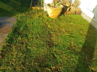 We supply kikuyu grass buffalo grass Lm berea grass and cynodon grass