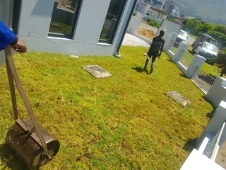 We supply kikuyu grass buffalo grass Lm berea grass and cynodon grass