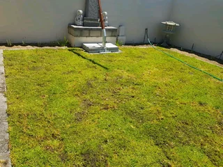 We Supply Kikuyu Grass Buffalo Grass Lm Berea Grass And Cynodon Grass And Cynodon Grass