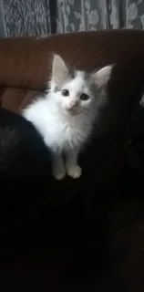 Beautiful Kittens Available