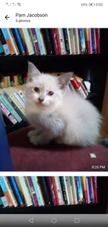 Beautiful Kittens Available