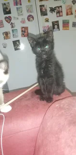 Beautiful Kittens Available