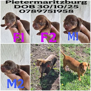 Dachshunds - Ad Posted By Cornel