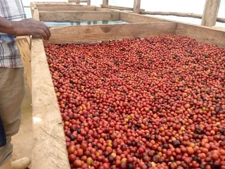 UGANDAN ROBUSTA AND ARABICA COFFE BEANS FOR SALE &#43;27719755564