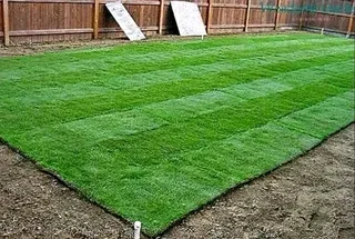 Fresh Quality fresh grasses