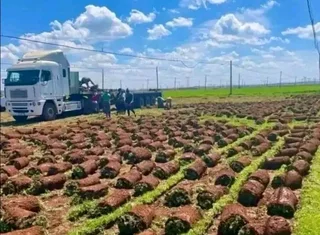 Fresh Quality fresh grasses