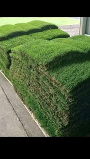 Fresh Quality fresh grasses