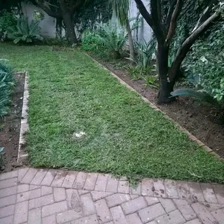 Fresh Quality fresh grasses