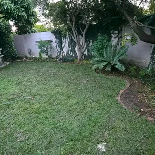 Fresh Quality fresh grasses