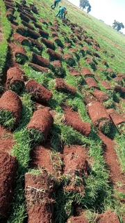 Instant Lawn Kikuyu, Lm Grass, Evergreen, Compost, Topsoil We Delivere & Install