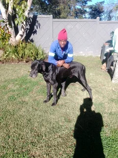 Garden 0769537759 Whatsapp And Call Malawi Man I Am Looking For Job As Garden Byo I Have 6 Years Exp