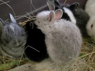Dwarf bunny kits