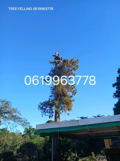 ACTION TREE FELLING SERVICES