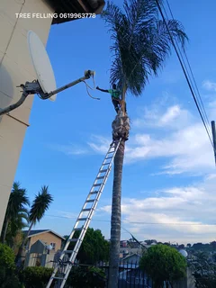 ACTION TREE FELLING SERVICES
