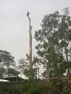 ACTION TREE FELLING SERVICES