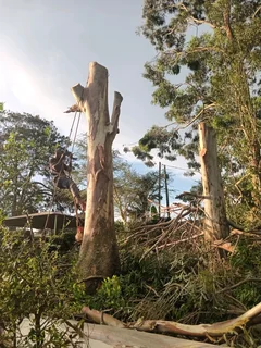 ACTION TREE FELLING SERVICES
